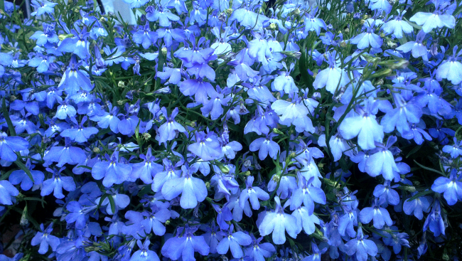 Лобелия Еринус със сини цветя