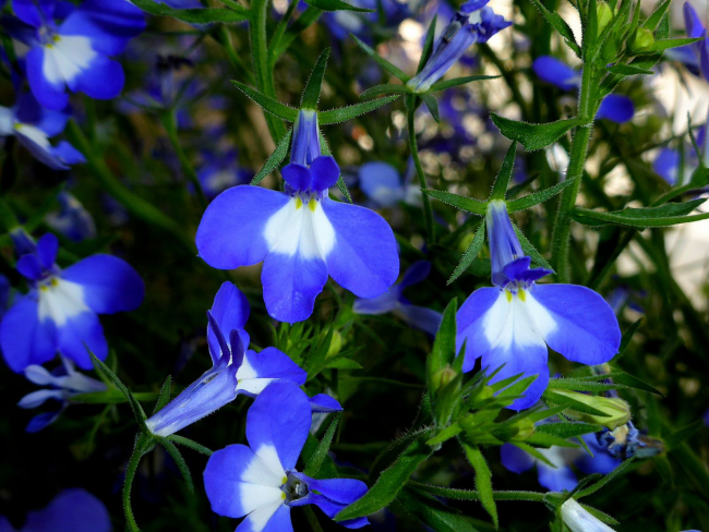 Цветя на синя лобелия с бяло петно ​​в основата на венчелистчето