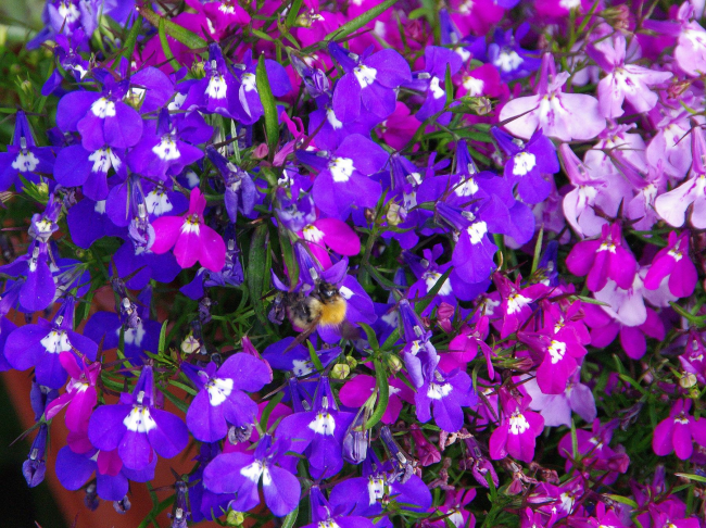 Поради своята непретенциозност, това цвете е много популярно сред начинаещите градинари.