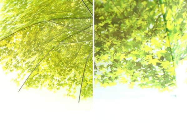śmieszne parasole zielone liście korona drzewa
