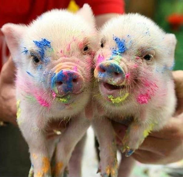 śmieszne zwierzęta kolorowe rozmazane świnie