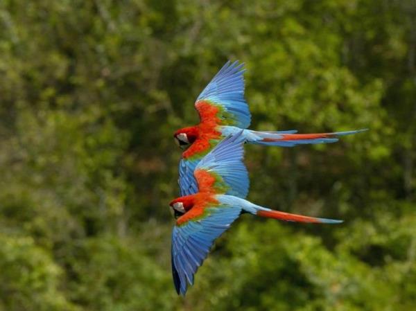 śmieszne słodkie zwierzęta kolorowe papugi latają harmonijnie