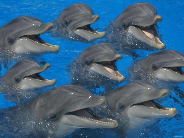 śmieszne zwierzęta delfiny uśmiechają się do mojej przyrody
