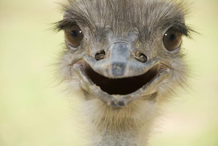 śmieszne zwierzęta ptak emu moja przyroda