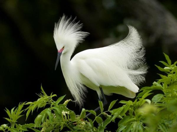 śmieszne zwierzęta egzotyczny ptak z drobnymi piórami w kolorze białym