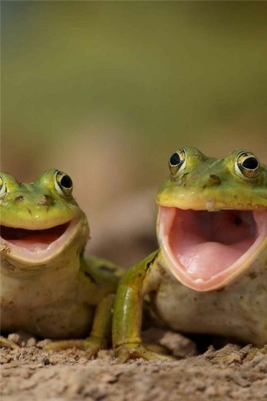 śmieszne zwierzęta żaby ropuchy śmieją się mój świat zwierząt