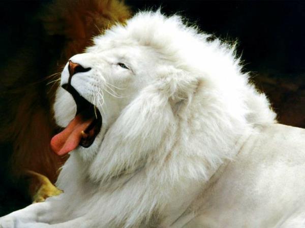 śmieszne zwierzęta ziewa biały lew