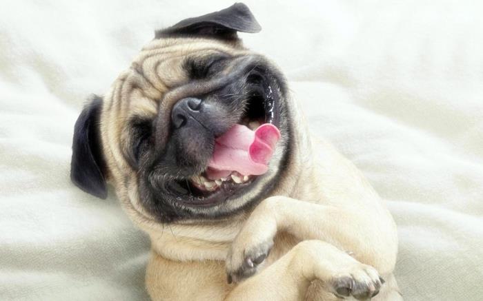 śmieszne zwierzęta zwierzęta domowe pies uśmiech