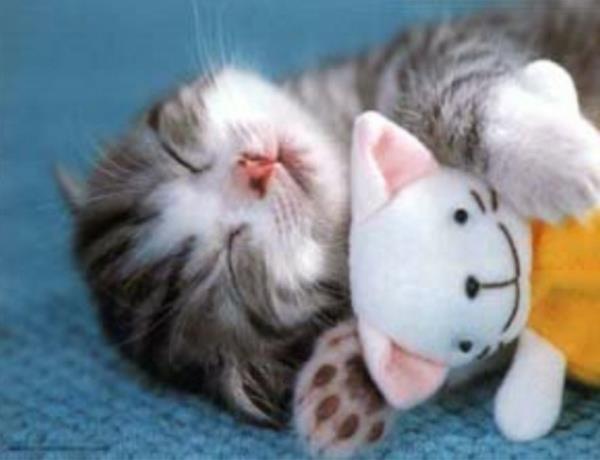 śmieszne zwierzęta mały kot śpi z przytulanką