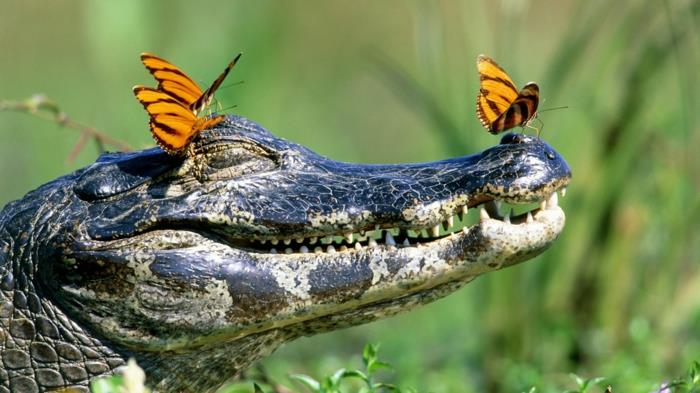śmieszne zwierzęta krokodyle uśmiech motyle moja dzika przyroda