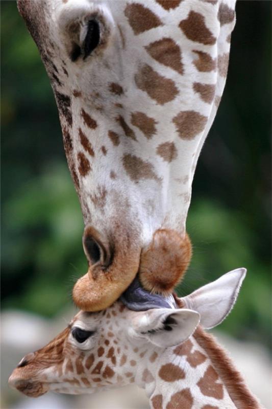 śmieszne słodkie zwierzęta kochające matki żyrafa