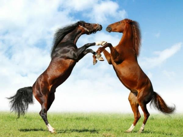 śmieszne słodkie zwierzęta konie walczą na łące