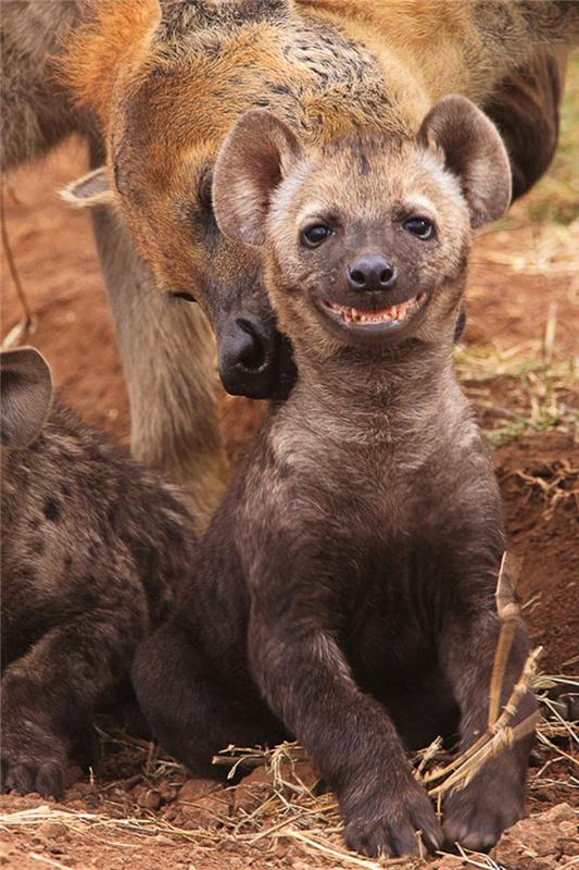 śmieszne zwierzęta afryka sawanna hiena moja fauna