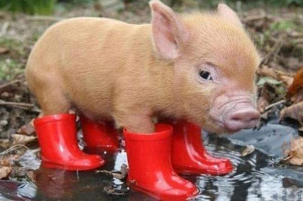 śmieszne zwierzęta świnka z czerwonymi butami
