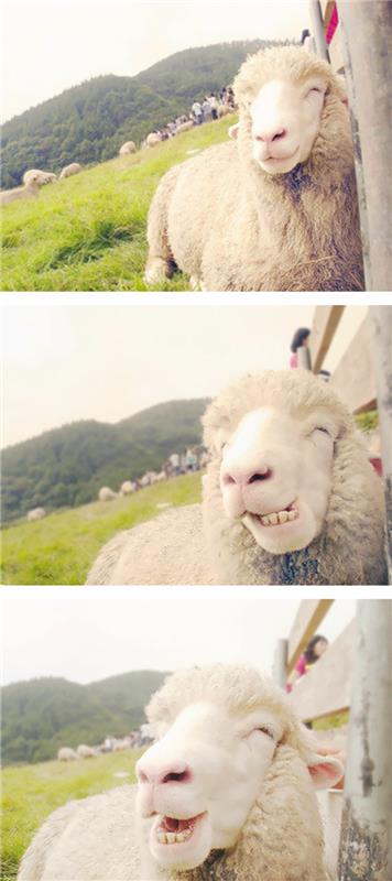 śmieszne zwierzęta dzikie owce