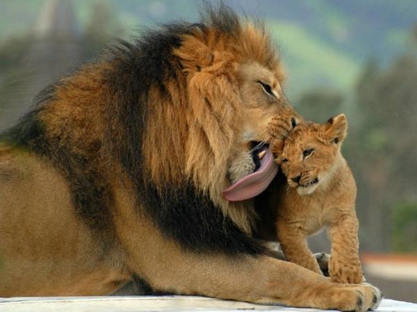 śmieszne słodkie zwierzęta tata kochają lwy
