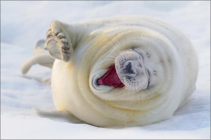śmieszne zwierzęta biała foka śmieją się z mojej przyrody