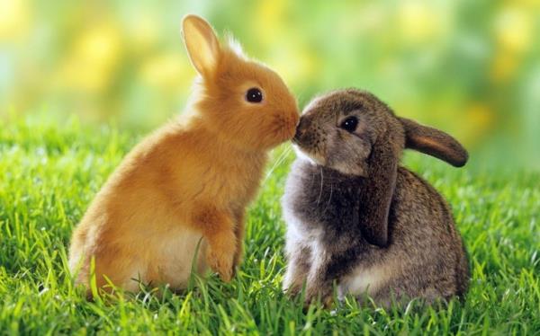 śmieszne słodkie zwierzęta dwa małe króliki