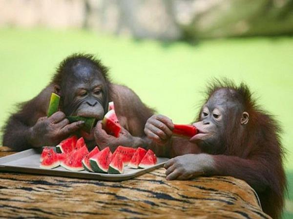 śmieszne zwierzęta dwa szympansy jedzą arbuza