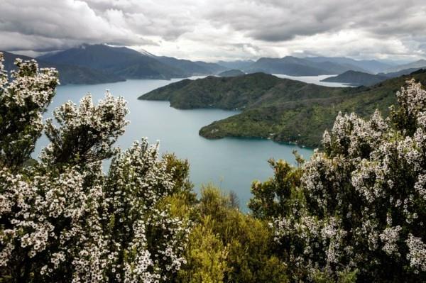 manuka miód drzewo manuka nowa zelandia