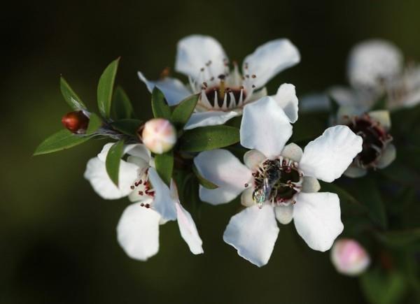 miód manuka drzewo manuka