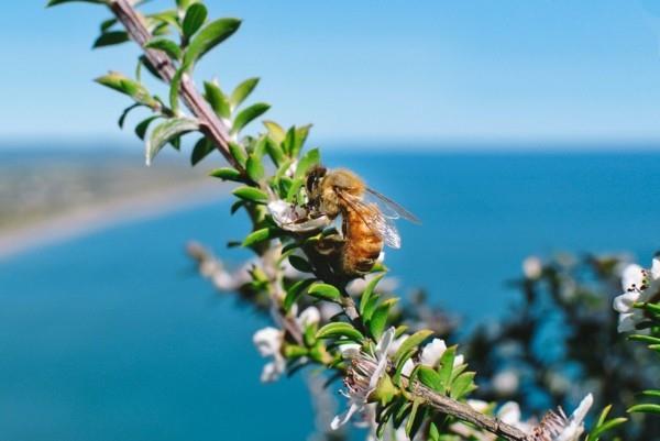 manuka miód manuka roślina