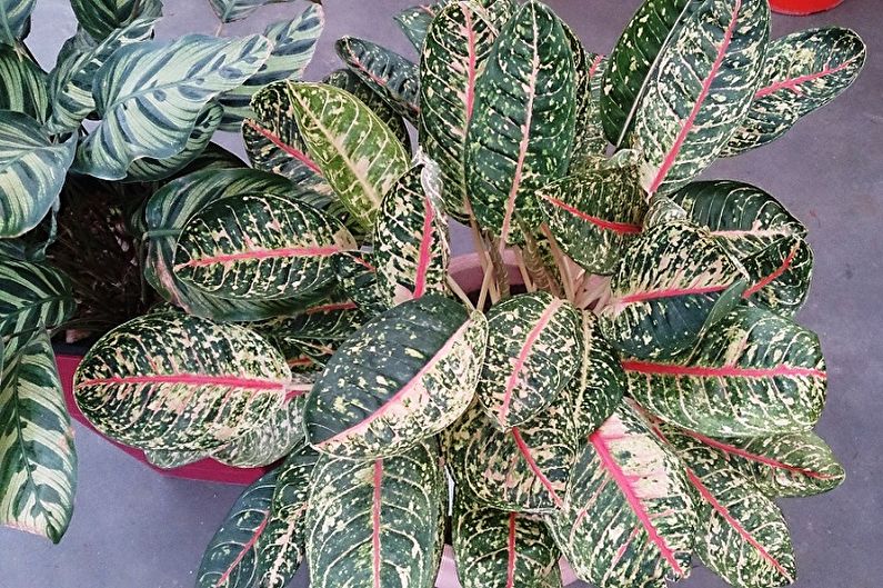 Maranta Beauty Kim