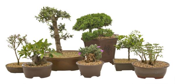 kilka doniczek z bonsai - świetne pomysły
