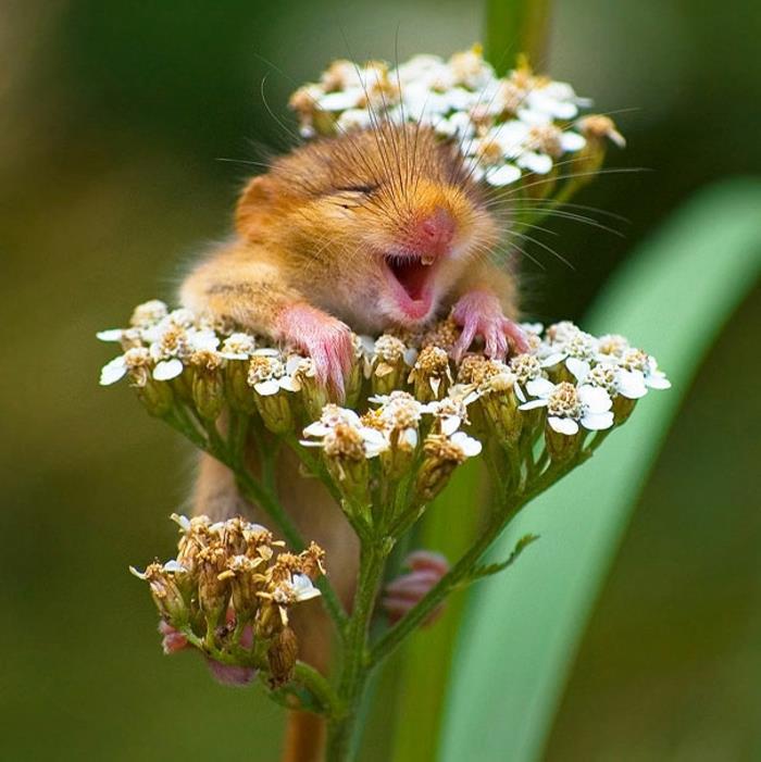 mój świat zwierząt mysz kwiat słodkie zwierzęta