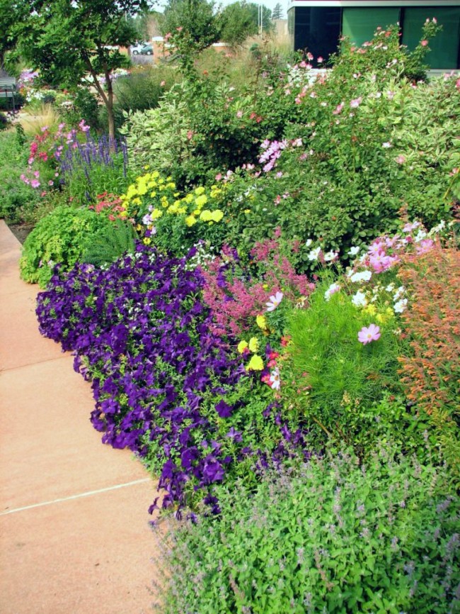 يمكن تخفيف حديقة الزهور من النباتات المعمرة بالنباتات الحولية ، والتي ستصرف العين عن المحاصيل المتساقطة