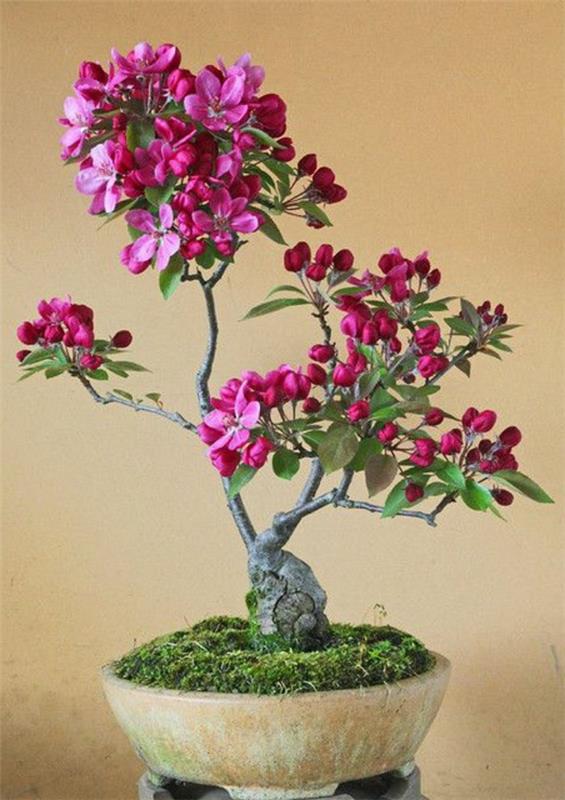 mini drzewko bonsai różowe kwiaty