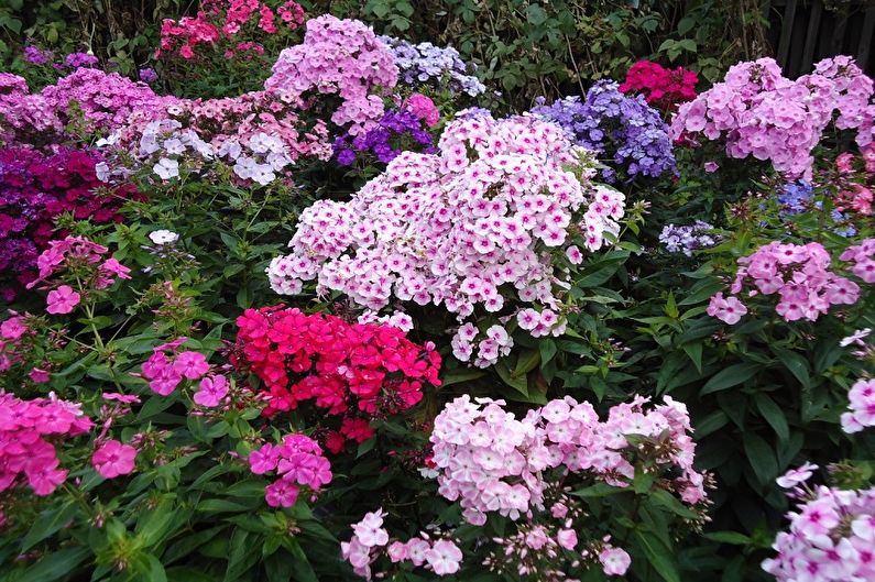 Mehrjährige Blumen für eine Sommerresidenz und einen Garten - Phlox