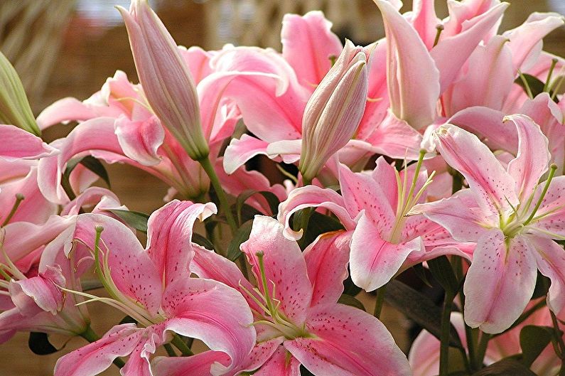 Mehrjährige Blumen für eine Sommerresidenz und einen Garten - Lilien