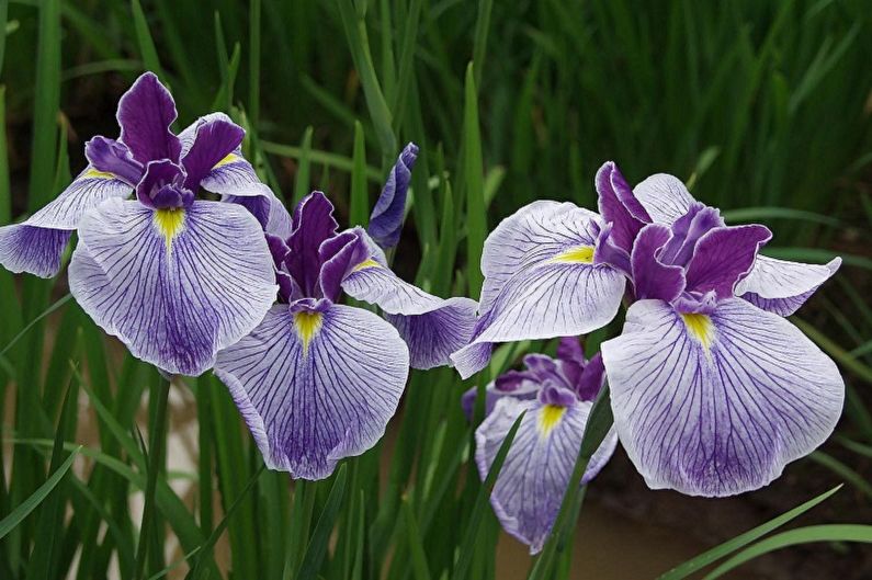 Mehrjährige Blumen für eine Sommerresidenz und einen Garten - Iris
