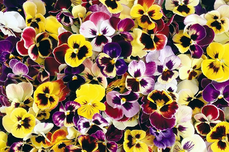 Mehrjährige Blumen für eine Sommerresidenz und einen Garten - Stiefmütterchen