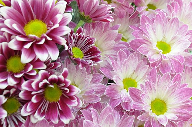 Mehrjährige Blumen für eine Sommerresidenz und einen Garten - Chrysanthemen