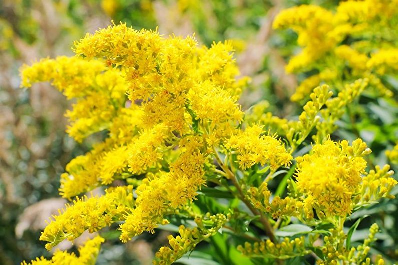 Mehrjährige Blumen für Hütten und Gärten - Goldrute