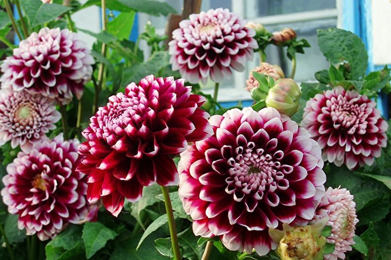 Mehrjährige Blumen für eine Sommerresidenz und einen Garten - Dahlien