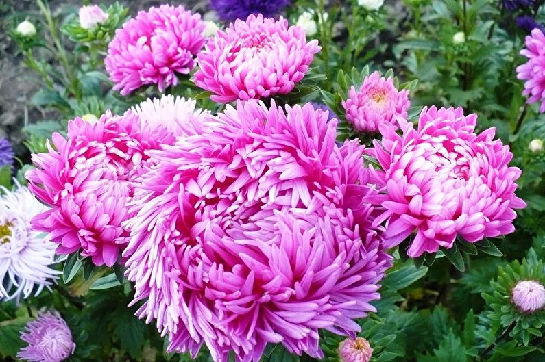 Mehrjährige Blumen für eine Sommerresidenz und einen Garten - Asters