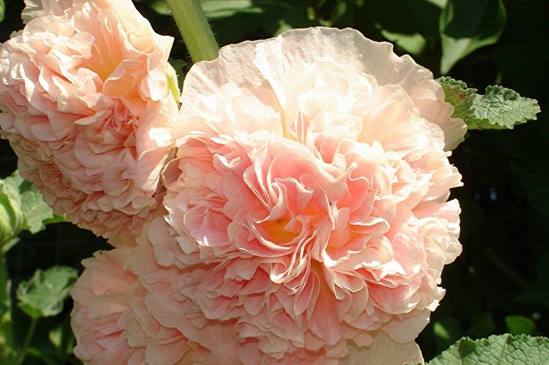 Mehrjährige Blumen für eine Sommerresidenz und einen Garten - Stockroza