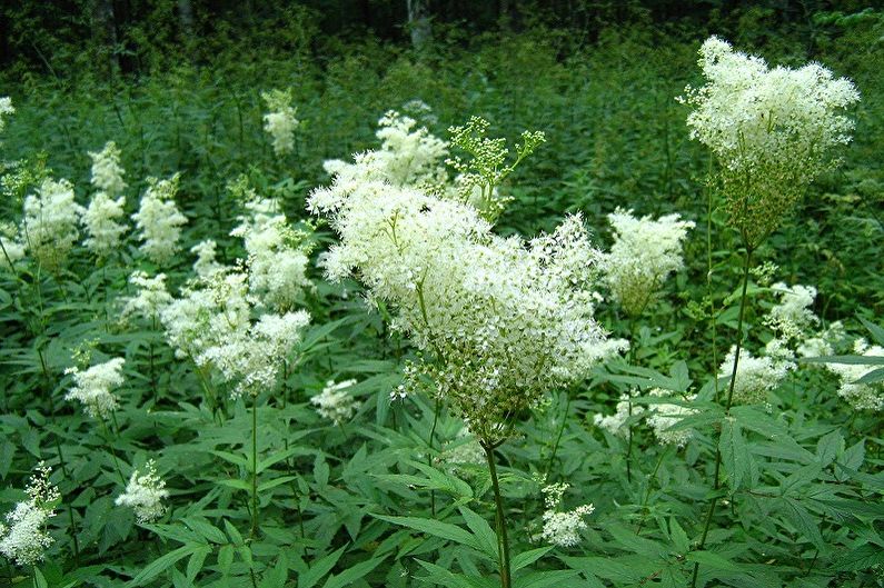 Mehrjährige Blumen für eine Sommerresidenz und einen Garten - Tavolga