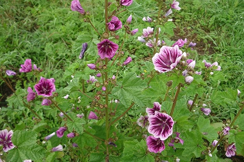 Mehrjährige Blumen für eine Sommerresidenz und einen Garten - Zebrina Malva