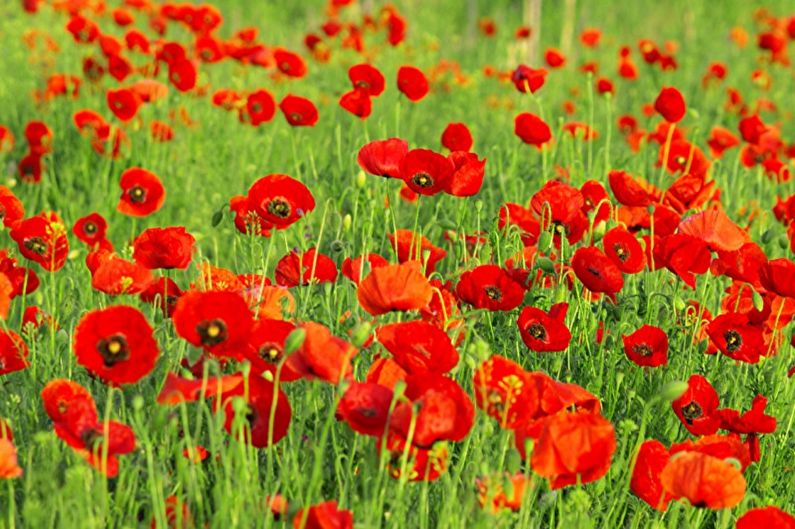 Mehrjährige Blumen für eine Sommerresidenz und einen Garten - Persischer Mohn