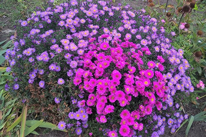 Mehrjährige Blumen für eine Sommerresidenz und einen Garten - Bush Astra