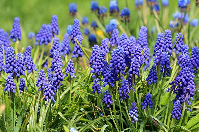 Mehrjährige Blumen für eine Sommerresidenz und einen Garten - Muscari
