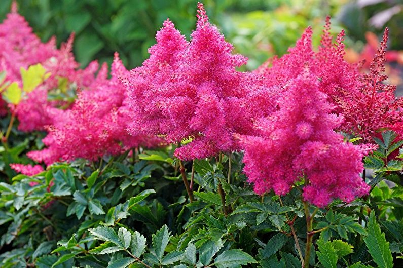 Mehrjährige Blumen für Hütten und Gärten - Astilba