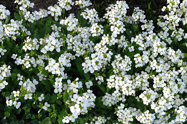 Mehrjährige Blumen für Cottages und Gärten - Arabis