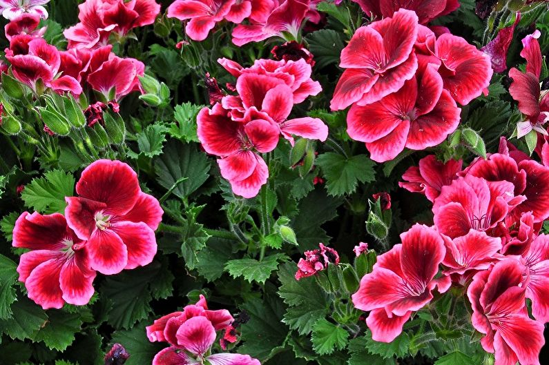 Mehrjährige Blumen für eine Sommerresidenz und einen Garten - Geranie