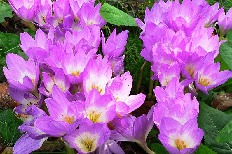 Mehrjährige Blumen für eine Sommerresidenz und einen Garten - Colchicum