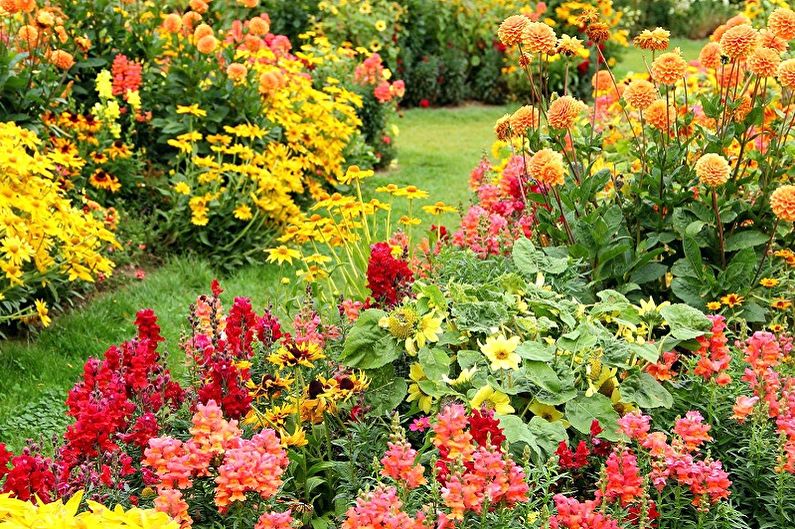 Mehrjährige Blumen für den Garten und den Garten - die Vorteile des Pflanzens